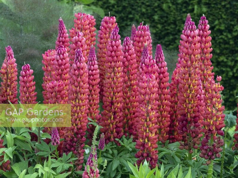 Lupinus 'Beefeater' in herbaceous summer border