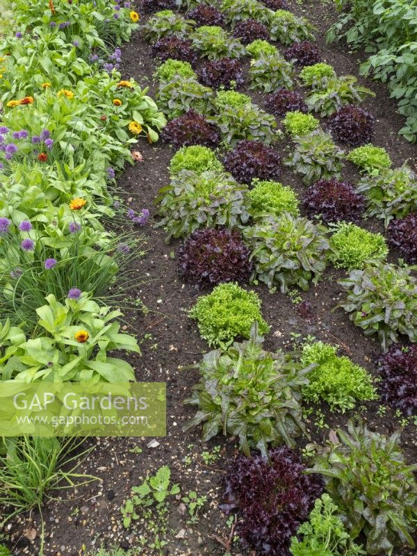 Vegetable garden with lettuce and marigolds early June Norfolk