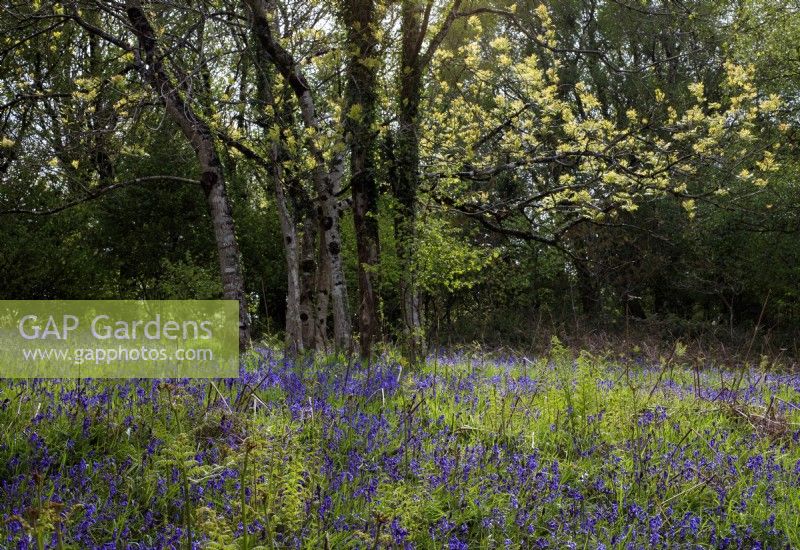 Hyacinthoides non-scripta, bluebells in heathland blending into open woodland with Fraxinus excelsior, ash trees, and 
Pteridium aquilinum, bracken. May, UK.