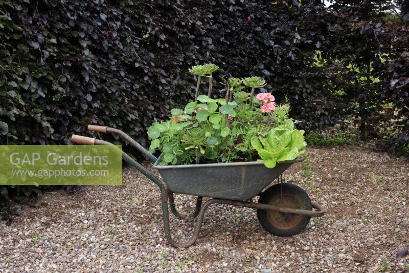 A wheelbarrow being used as a planter with Aeoniums, Nasturtiums, Polygoniums