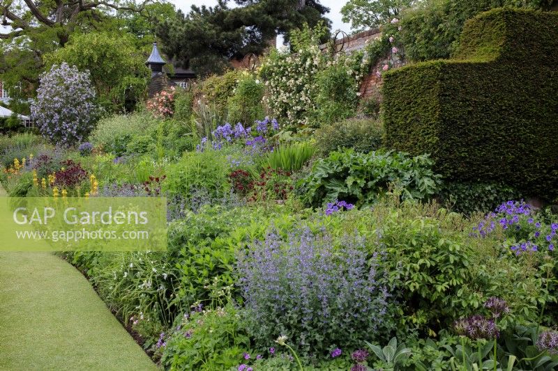 The herbaceous border  in the walled garden at Goldstone Hall Gardens, with Nepeta racemosa 'Walker's Low', Catmint, Geranium 'Gerwat' Rozanne, Geranium Rozanne and Geum rivale 'Mrs. Bradshaw'.
