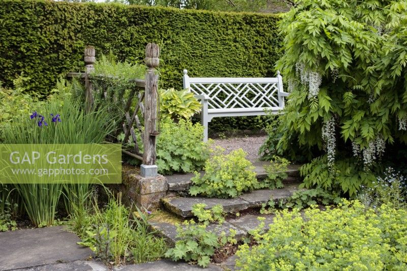 An ornate wooden garden bench in the Lower Rill Garden at Wollerton Old Hall Garden, with Iris siberica, and  Alchemilla mollis, Ladies Mantle.