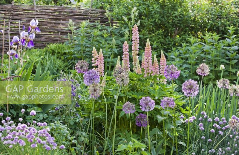 Purple - pink themed flowerbed with Columbine, Chives, Lupins and Allium.
