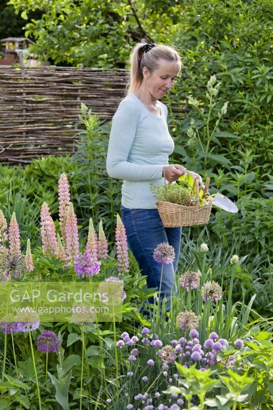 Purple - pink themed flowerbed and woman with trug of seedlings.