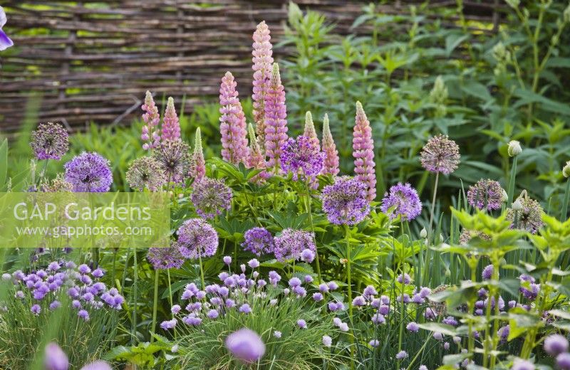 Purple - pink themed flowerbed with Columbine, Chives, Lupins and Allium.