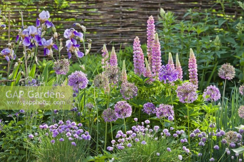 Purple - pink themed flowerbed with Iris, Columbine, Chives, Lupins and Allium.