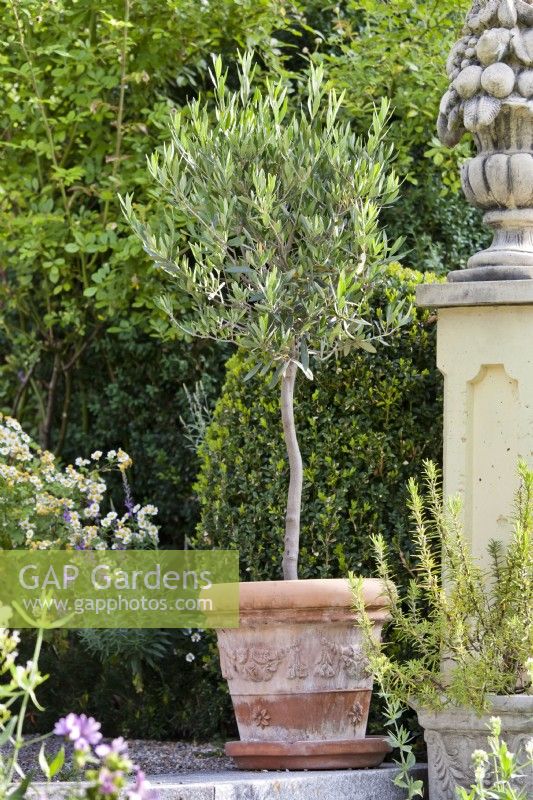 Olive tree in terracotta pot.