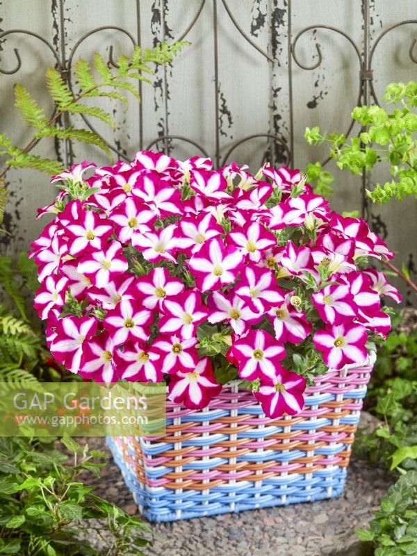 Petunia hybrida Carmine Star in basket, summer July