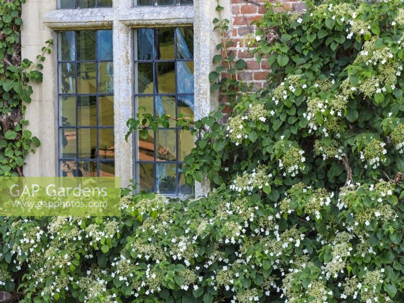 Hydrangea petiolaris climbing wall with window