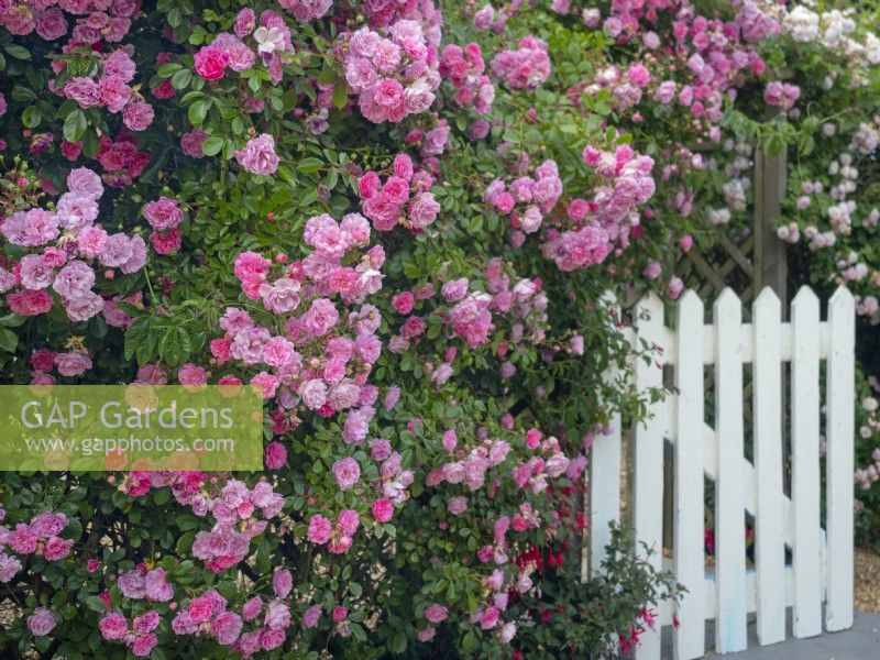 Rosa 'Rural England' rambling rose in full bloom and white gate in cottage garden Norfolk June