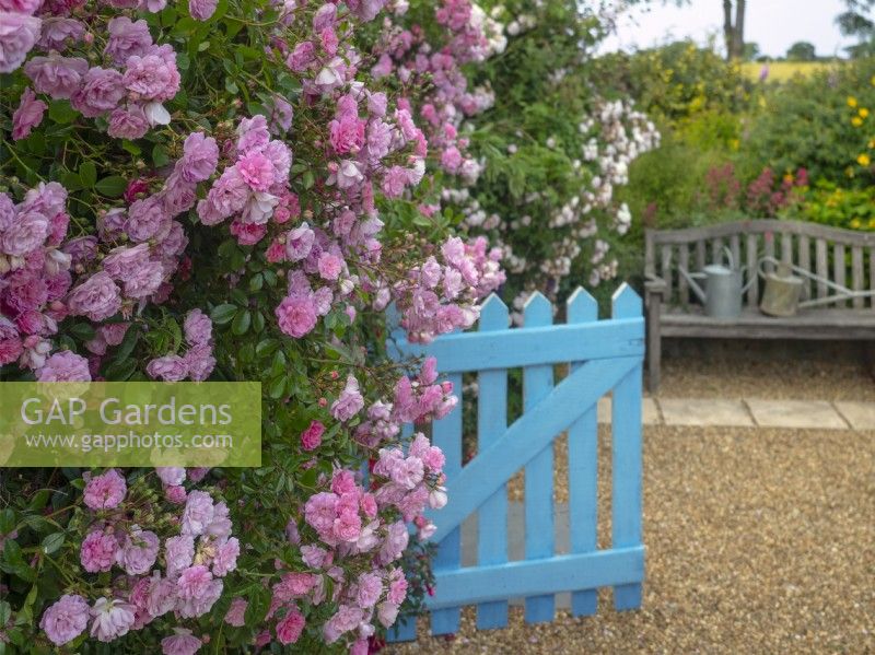 Rosa 'Rural England'  rambling rose in full bloom and blue gate in cottage garden Norfolk June