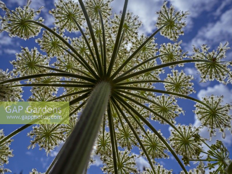  Heracleum mantegazzianum Giant hogweed