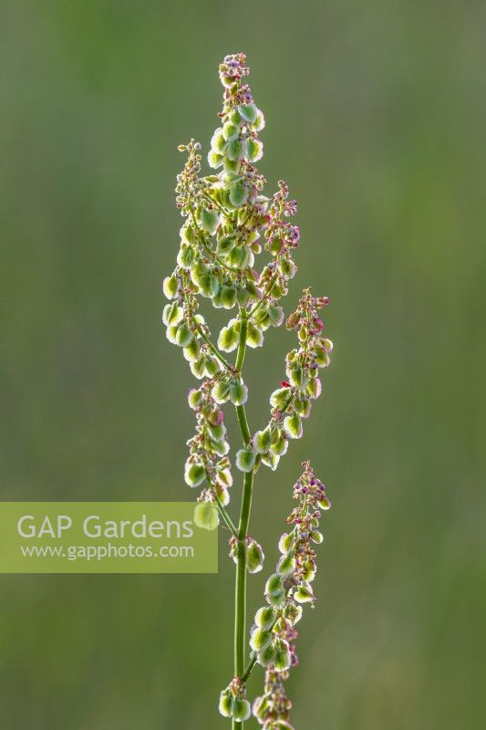 Rumex acetosa flowering in Summer - June