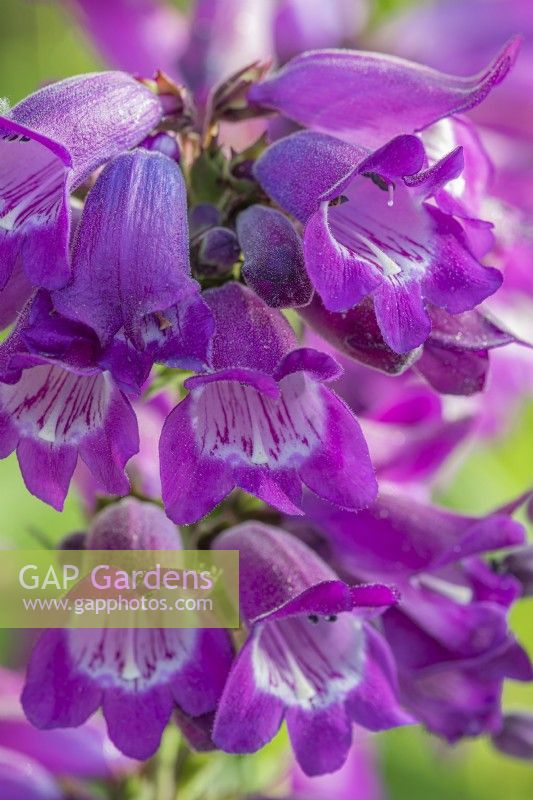 Penstemon 'Sour Grapes' flowering in Summer - June