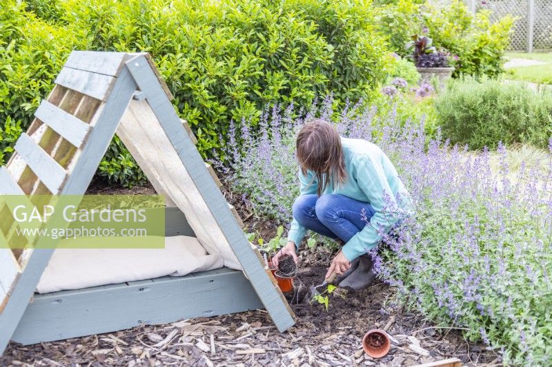 Woman planting ipomoeas next to the shaded dog bed