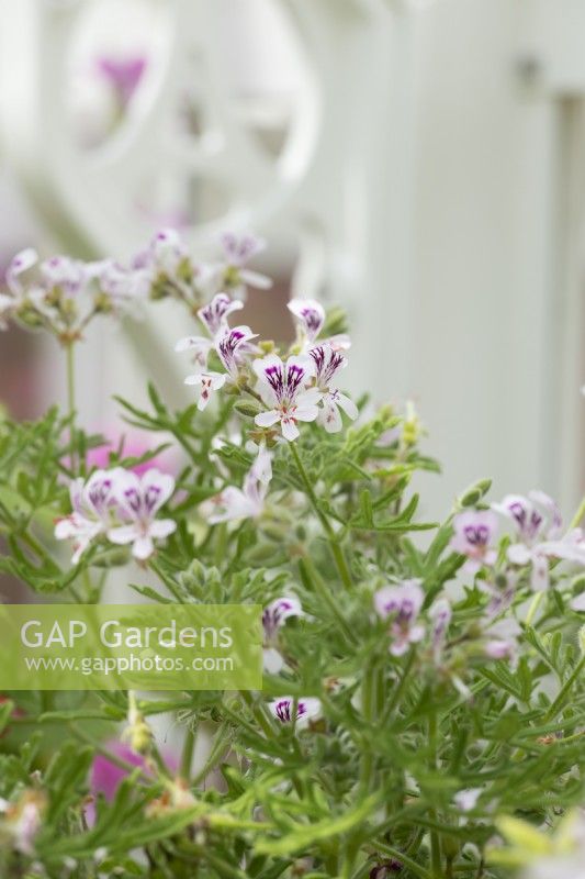 Pelargonium graveolens - Rose-scented pelargonium
