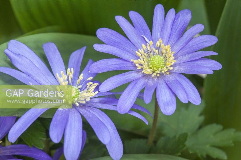 Anemone blanda 'Blue Shades' Balkan anemone_