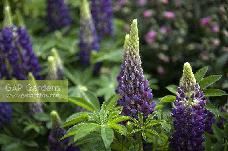 Lupinus 'Camelot blue' lupin