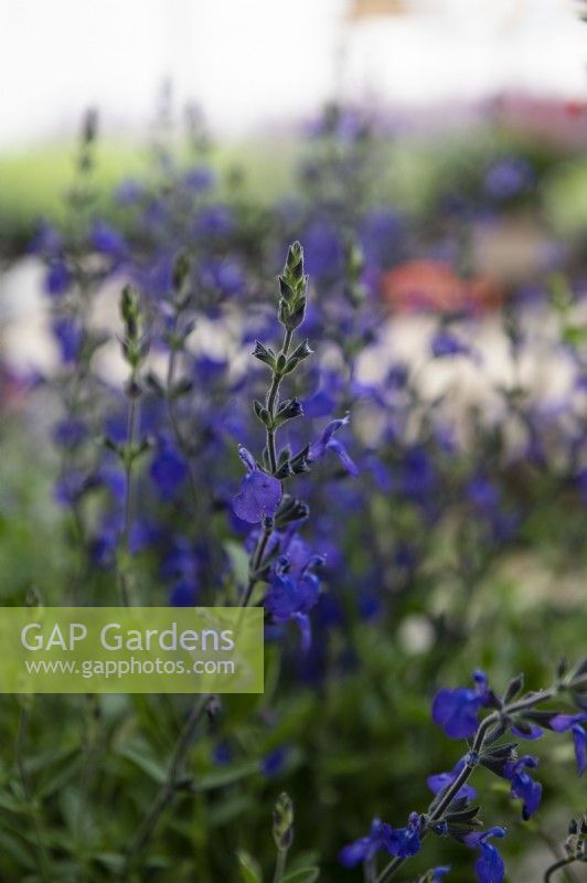 Salvia greggii 'Blue note'