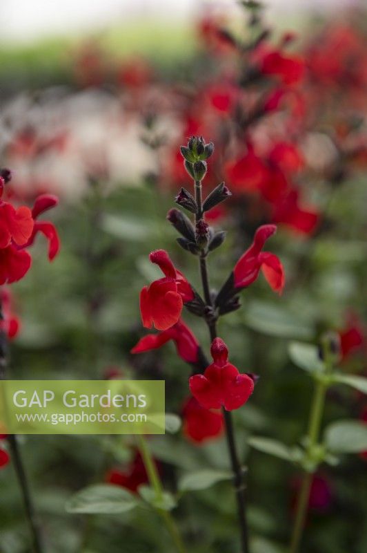 Salvia greggii 'Royal bumble'