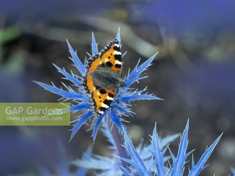 Aglais urticae - Small Tortoiseshell butterfly feeding on Eryngium 'Big Blue'