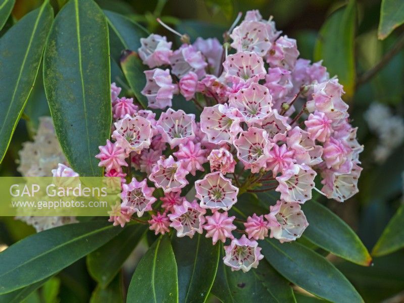 Kalmia latifolia - Mountain Laurel flowering late June
