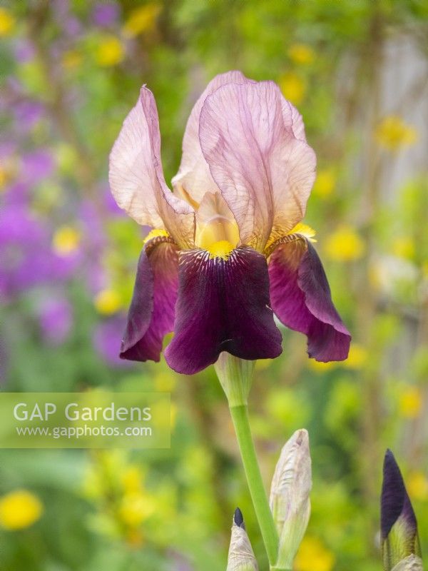 Iris germanica 'Indian Chief' in border setting with yellow and purple spring colours