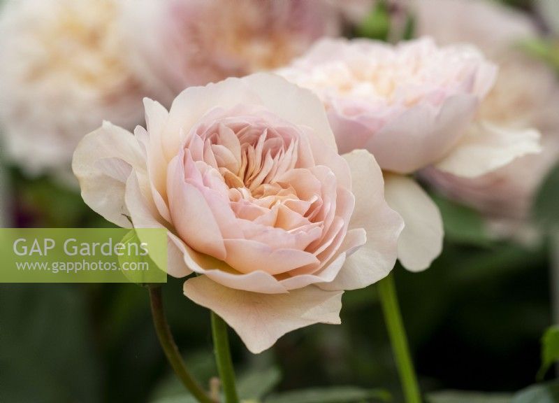 English shrub rose 'Emily bronte'