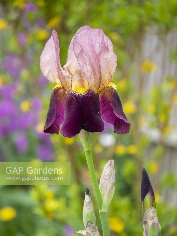 Iris germanica 'Indian Chief' in border setting with yellow and purple spring colours