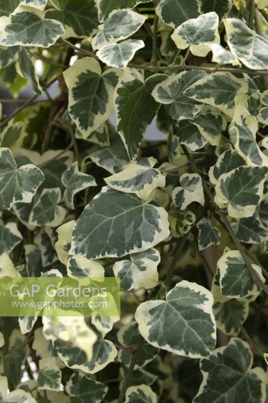 Hedera 'Chester' ivy
