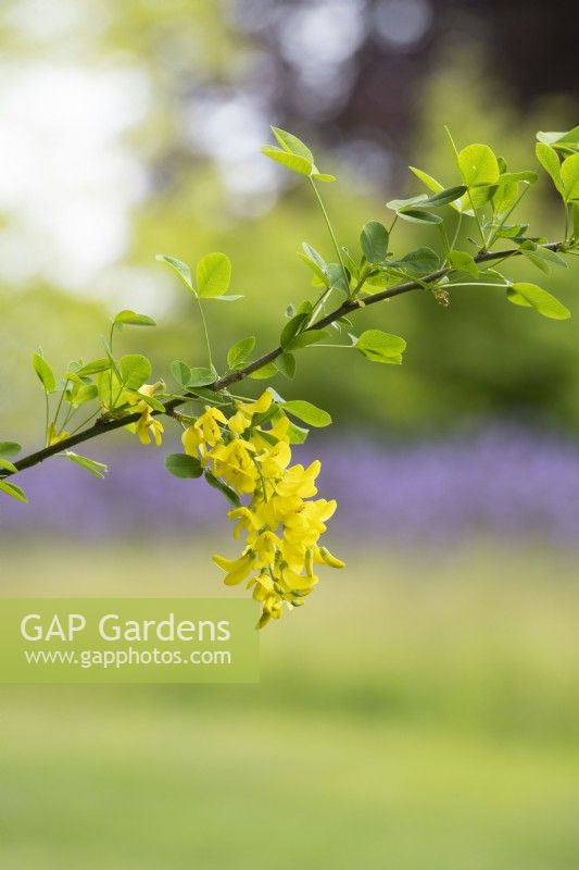 Laburnum anagyroides 'Yellow Rocket' - Golden chain tree  
