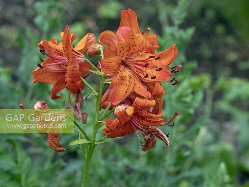 Lilium lancifolium 'Splendens' - Lance-leaved Lily 
