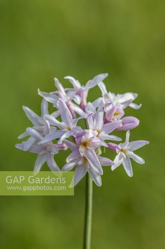 Tulbaghia violacea 'Bicolor' flowering in Summer - June