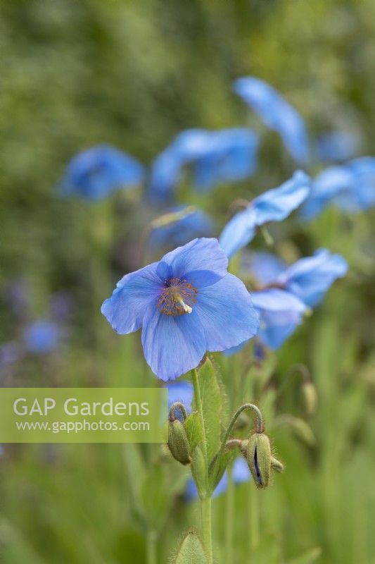 Meconopsis sheldonii 'Slieve Donard' - Himalayan Blue Poppy