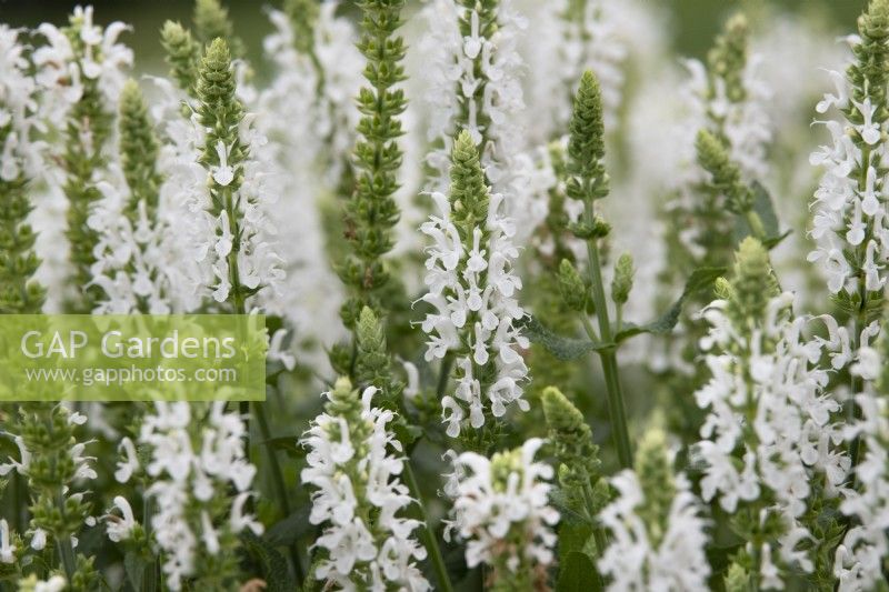 Salvia nemorosa 'Lyrical White' - Balkan clary