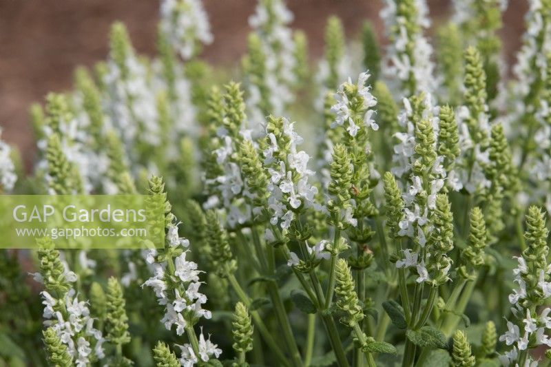 Salvia nemorosa 'Sensation White' - Sage