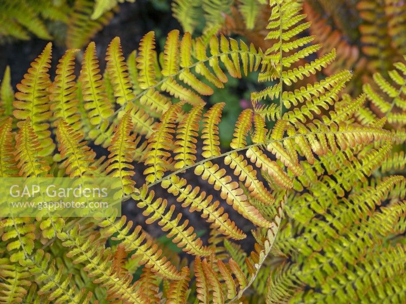 Dryopteris erythrosora - Buckler fern June
