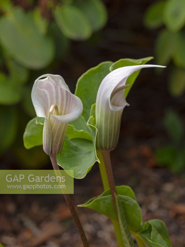 Arisaema candissima - Jack-in-the-pulpit