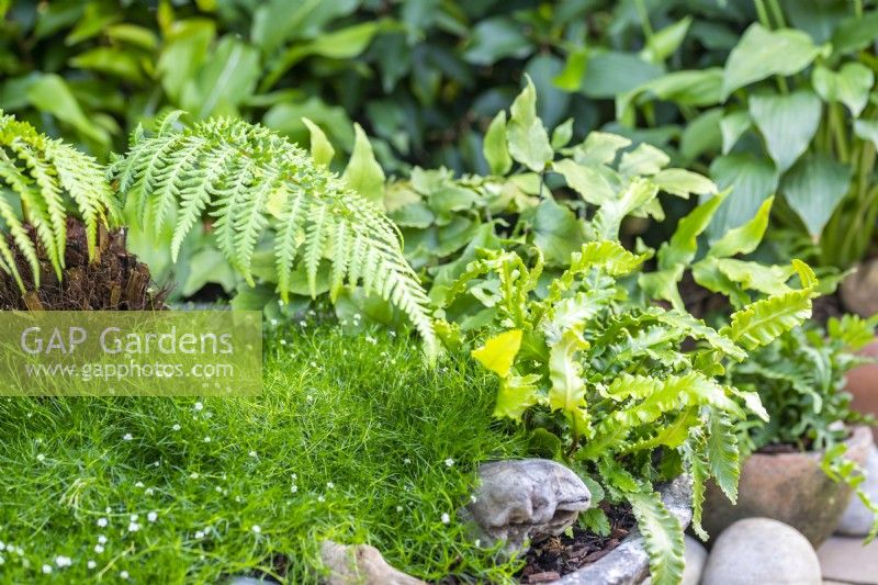 Shallow shady container with Sagina Green moss, Cyrtomium fortunei, Asplenium and a Dicksonia - Tasmanian Tree fern