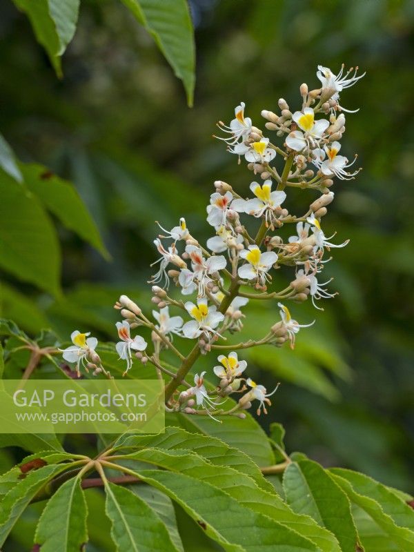 Aesculus indica - Indian horse chestnut in flower