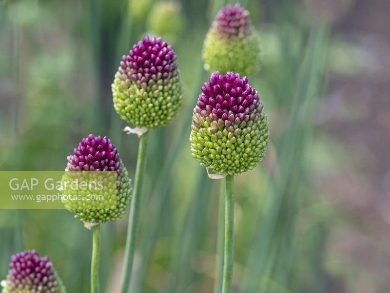 Allium sphaerocephalon  in flower July Norfolk UK