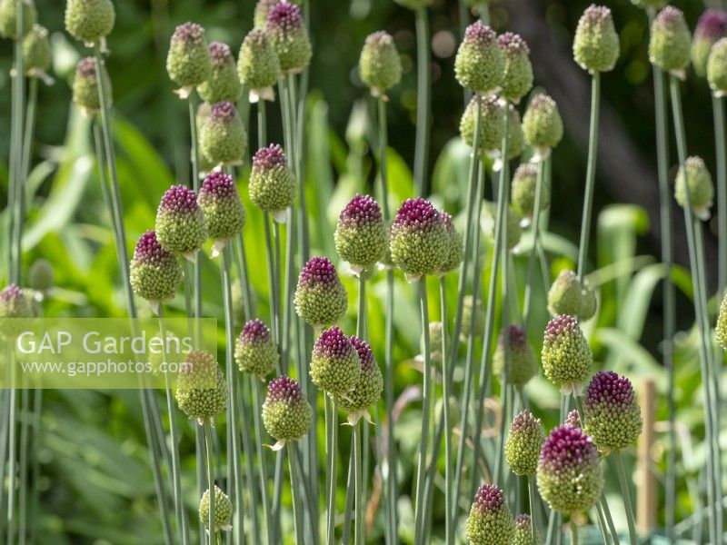 Allium sphaerocephalon  in flower July Norfolk UK