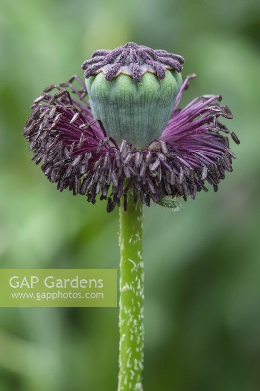Papaver orientale oriental poppy seed pod 