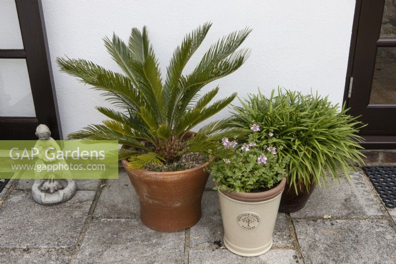 Containers planted with sago cycad plant  Spring
