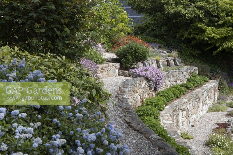 Terraces are planted with geranium 'Johnson's Blue, cranesbill on the lower terrace, saponaria ocymoides, rock sopawort, tumbling Ted and scultural Easter Island style haeds planted with ornamental grasses and sempervivums on the middle terrace. Briar Cottage Garden. Devon NGS garden. Spring