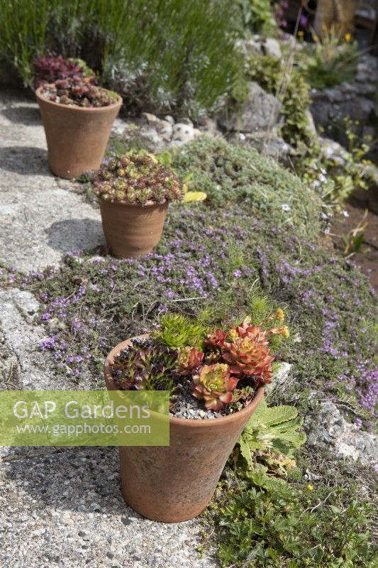 Terracotta plant pots planted with various sempervivums, houseleek and sedum. Briar Cottage Garden. Devon NGS garden. Spring