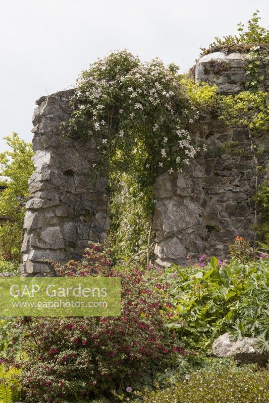 Clematis montana 'Marjorie' grows rampantly over a  stone archway. Briar Cottage Garden. Devon NGS garden. Spring
