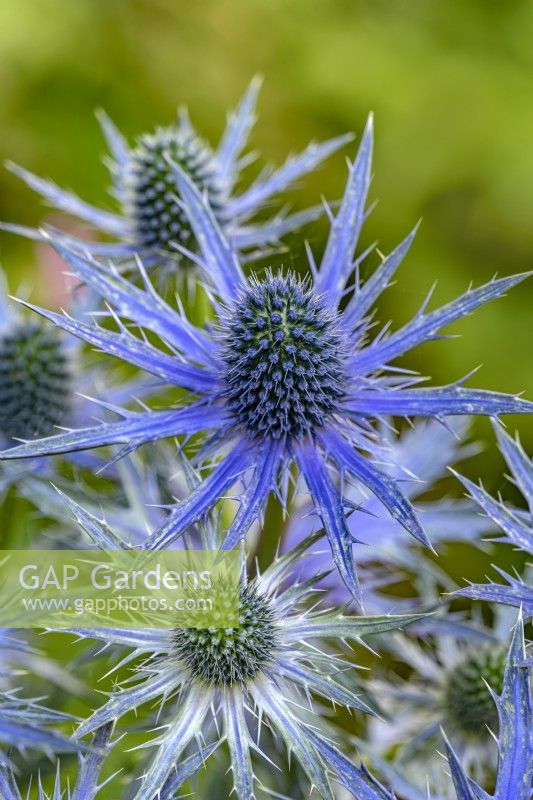 Eryngium planum 'Big Blue' flowering in Summer - July