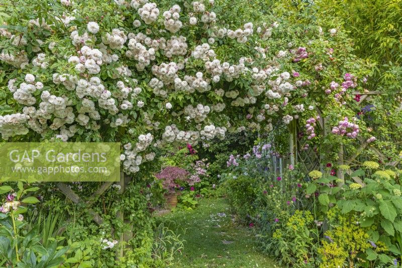 View of Rosa 'Felicite Perpetue' flowering on a wooden arch in an informal country cottage garden in Summer - June