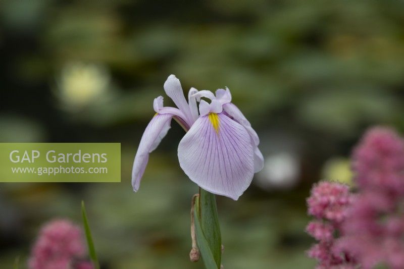 Iris ensata 'Rose Queen' - Japanese water iris
